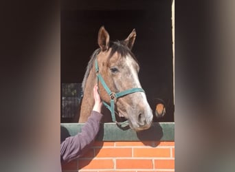 Trakehner, Semental, 2 años, 158 cm, Musgo