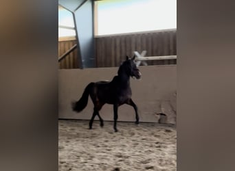 Trakehner, Semental, 2 años, 162 cm, Castaño oscuro