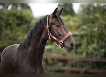 Trakehner, Semental, 2 años, 163 cm, Castaño