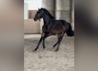 Trakehner, Semental, 2 años, 163 cm, Castaño