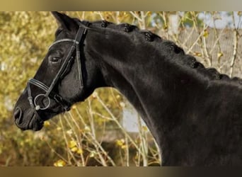 Trakehner, Semental, 2 años, 163 cm, Negro