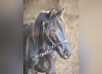 Trakehner, Semental, 2 años, 165 cm, Negro