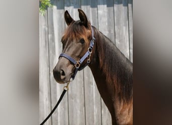 Trakehner, Semental, 2 años, 165 cm, Negro