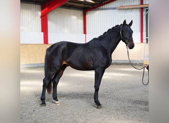 Trakehner, Semental, 2 años, 168 cm, Morcillo