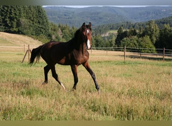 Trakehner, Semental, 2 años, 170 cm, Castaño