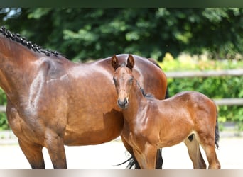 Trakehner, Semental, 2 años, 170 cm, Castaño oscuro
