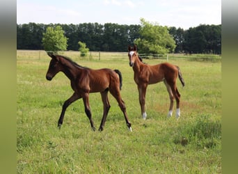 Trakehner, Semental, 2 años, 170 cm, Castaño oscuro