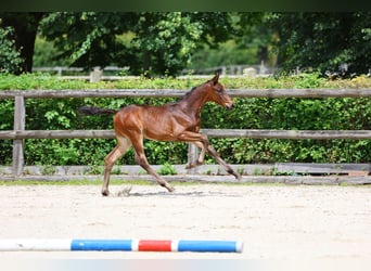 Trakehner, Semental, 2 años, 170 cm, Castaño oscuro