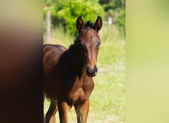 Trakehner, Semental, 2 años, 170 cm, Castaño oscuro