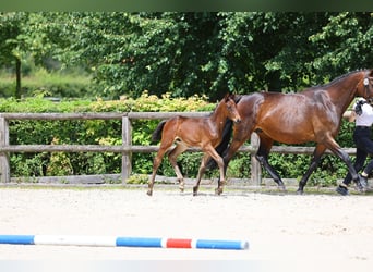 Trakehner, Semental, 2 años, 170 cm, Castaño oscuro