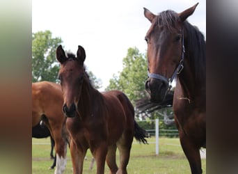 Trakehner, Semental, 2 años, 170 cm, Castaño oscuro