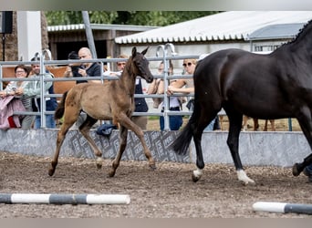 Trakehner, Semental, 2 años, 170 cm, Negro