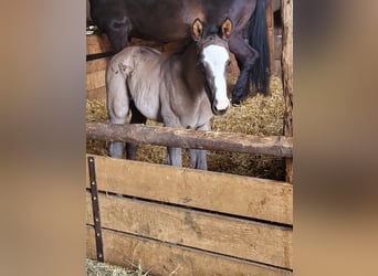 Trakehner, Semental, 2 años, 170 cm, Negro