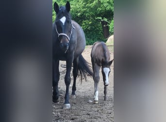 Trakehner, Semental, 2 años, 170 cm, Negro