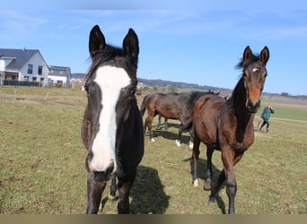 Trakehner, Semental, 2 años, 170 cm, Negro