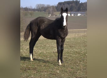 Trakehner, Semental, 2 años, 170 cm, Negro