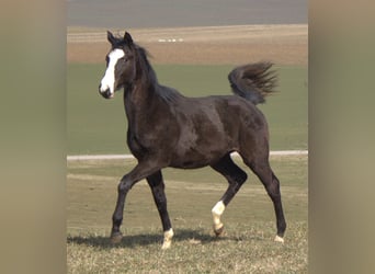 Trakehner, Semental, 2 años, 170 cm, Negro