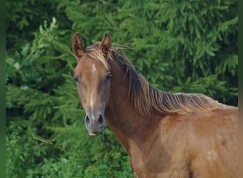 Trakehner, Semental, 2 años, Alazán