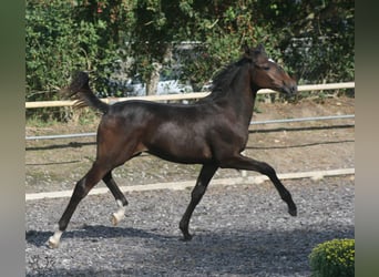 Trakehner, Semental, 2 años, Castaño oscuro