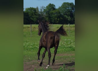 Trakehner, Semental, 2 años, Palomino