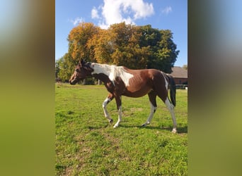 Trakehner, Semental, 2 años, Pío