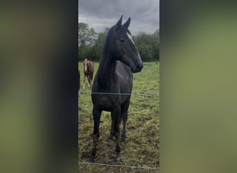 Trakehner, Semental, 2 años, Tordo