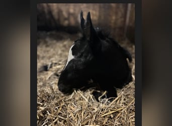 Trakehner, Semental, 2 años, Tordo