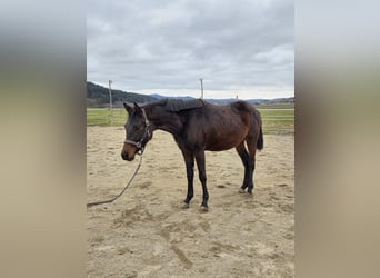 Trakehner, Semental, 3 años, 157 cm, Castaño