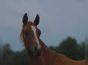 Trakehner, Semental, 3 años, 164 cm, Alazán