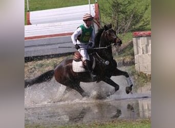 Trakehner, Semental, 3 años, 168 cm, Castaño