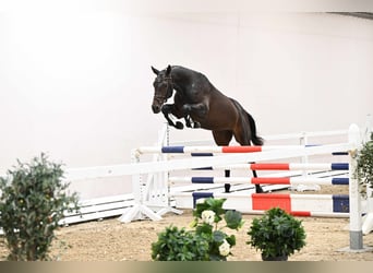 Trakehner, Semental, 3 años, 168 cm, Castaño