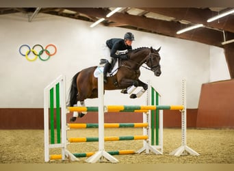 Trakehner, Semental, 3 años, 168 cm, Castaño