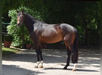 Trakehner, Semental, 3 años, 168 cm, Castaño