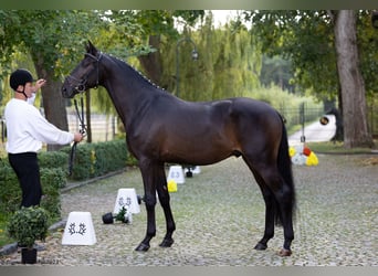 Trakehner, Semental, 3 años, 168 cm, Castaño oscuro