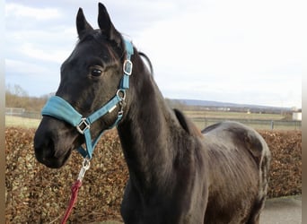 Trakehner, Semental, 3 años, 168 cm, Negro