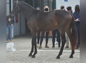 Trakehner, Semental, 3 años, 170 cm, Castaño oscuro