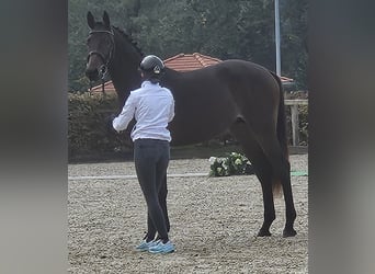 Trakehner, Semental, 3 años, 170 cm, Castaño oscuro