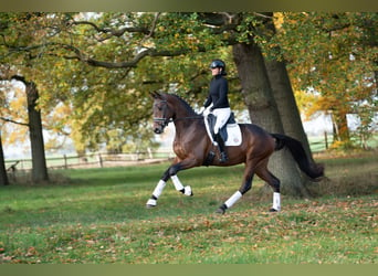 Trakehner, Semental, 3 años, 172 cm, Castaño