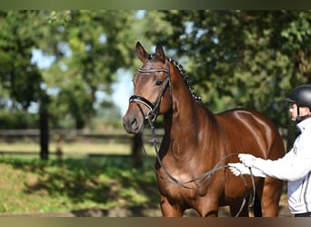 Trakehner, Semental, 3 años, 172 cm, Castaño