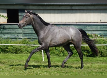 Trakehner, Semental, 3 años, Tordo