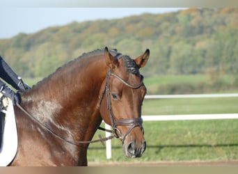 Trakehner, Semental, 4 años, 169 cm, Castaño