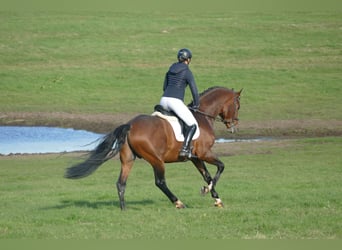 Trakehner, Semental, 4 años, 169 cm, Castaño