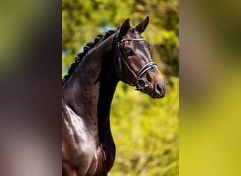 Trakehner, Semental, 4 años, 172 cm, Morcillo