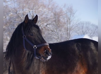 Trakehner, Semental, 4 años, Castaño oscuro