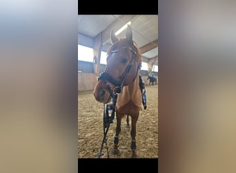 Trakehner, Semental, 6 años, 165 cm, Alazán