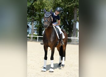 Trakehner, Semental, 6 años, 166 cm, Castaño oscuro