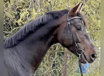 Trakehner, Semental, 8 años, 165 cm, Castaño oscuro