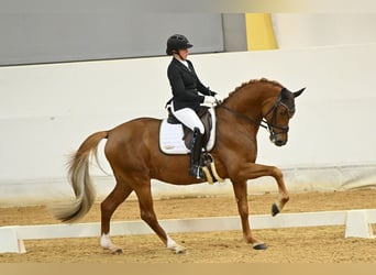 Trakehner, Semental, 9 años, 169 cm, Alazán-tostado