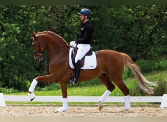 Trakehner, Semental, 9 años, 169 cm, Alazán-tostado