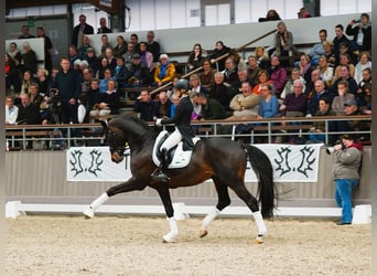 Trakehner, Semental, 7 años, 174 cm